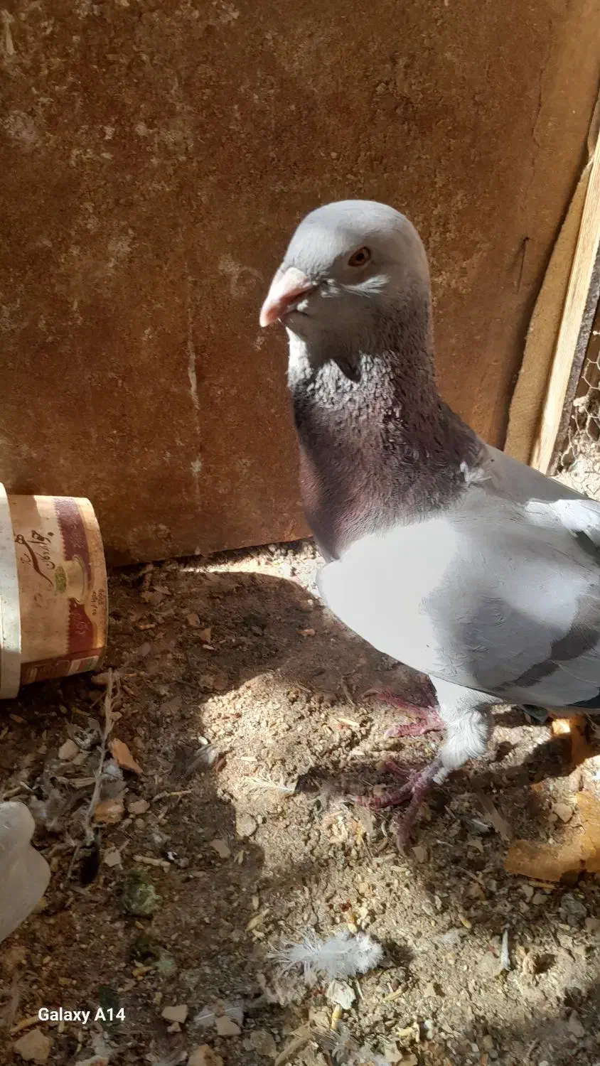 قره سوری لانگ فیس رواعب پرستویی|پرنده|قم, حاج زینل|دیوار