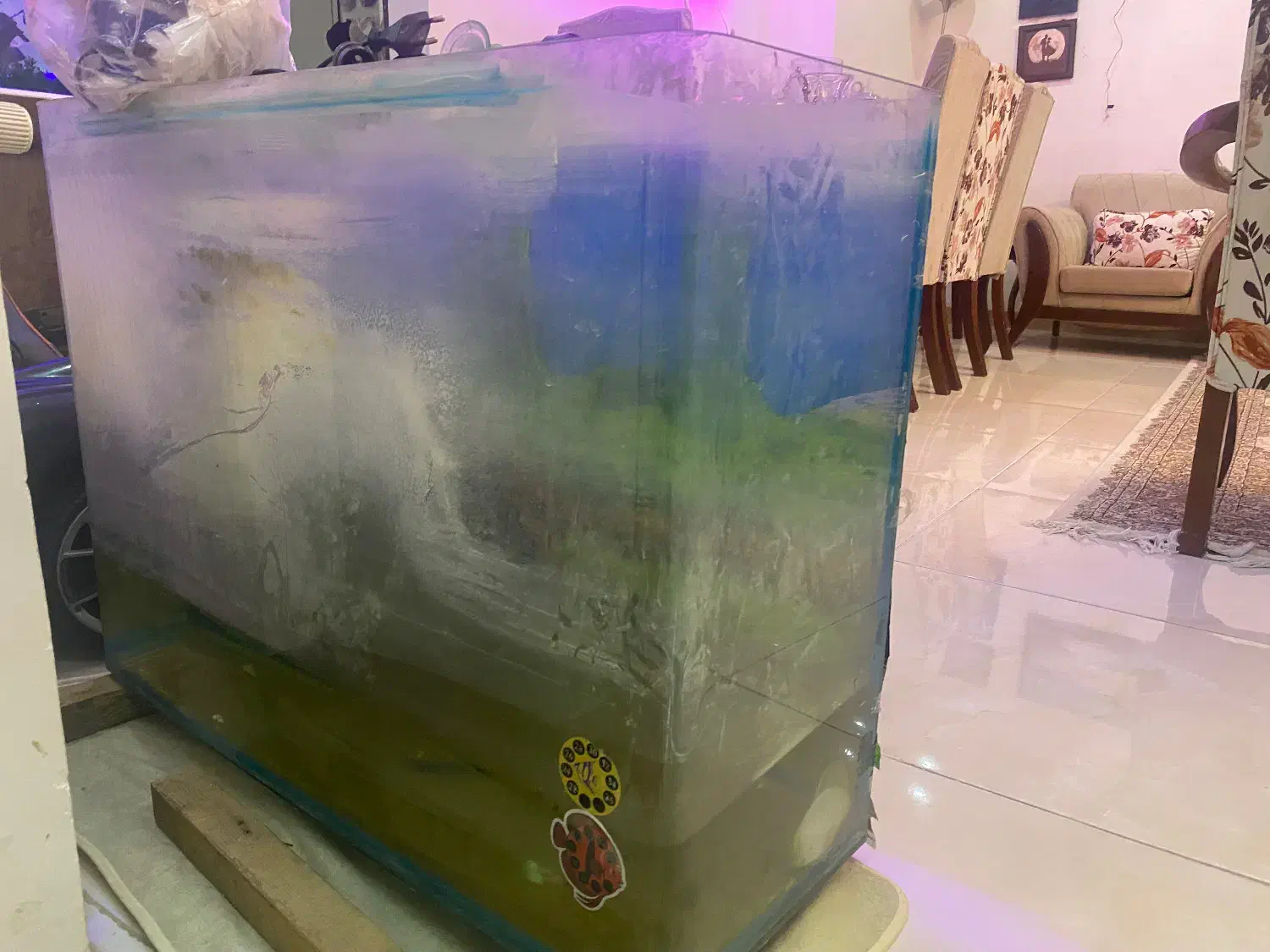 اکواریوم|ماهی|کن, |دیوار