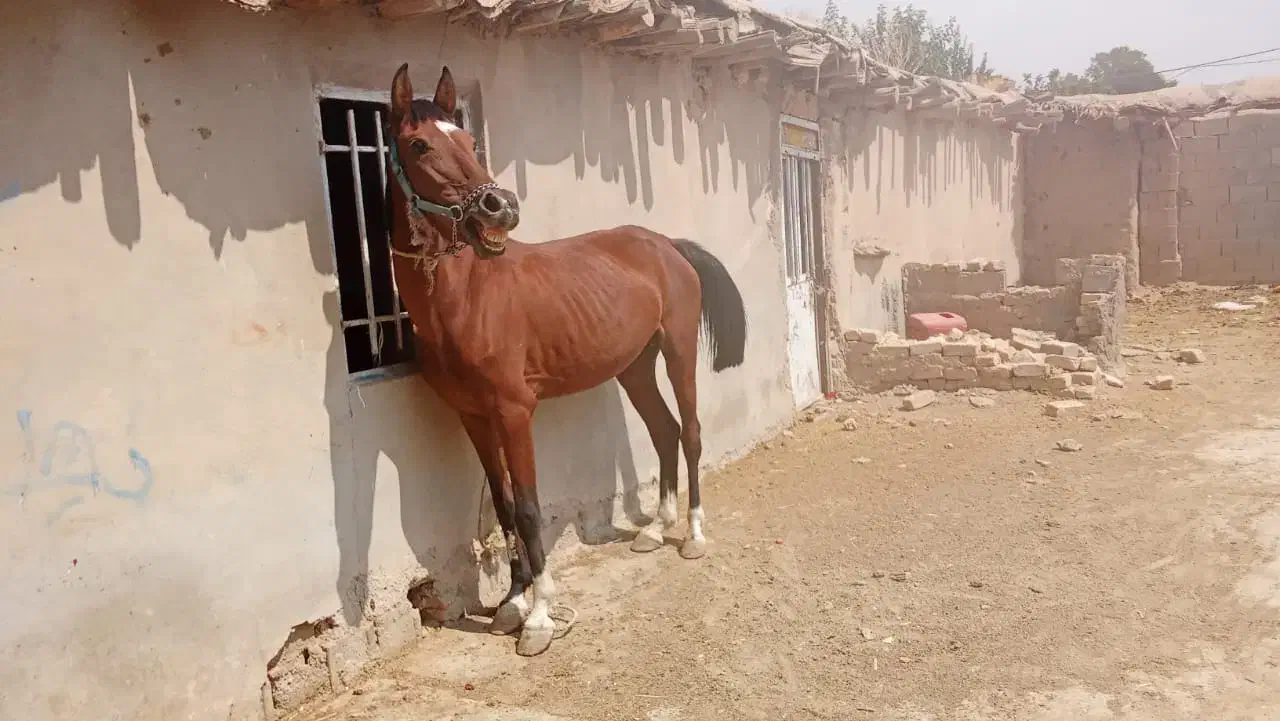 یک عدد مادیون سردم گیر عالی قد بلند به فروش میرسد|اسب و تجهیزات اسبسواری|اقلید, |دیوار