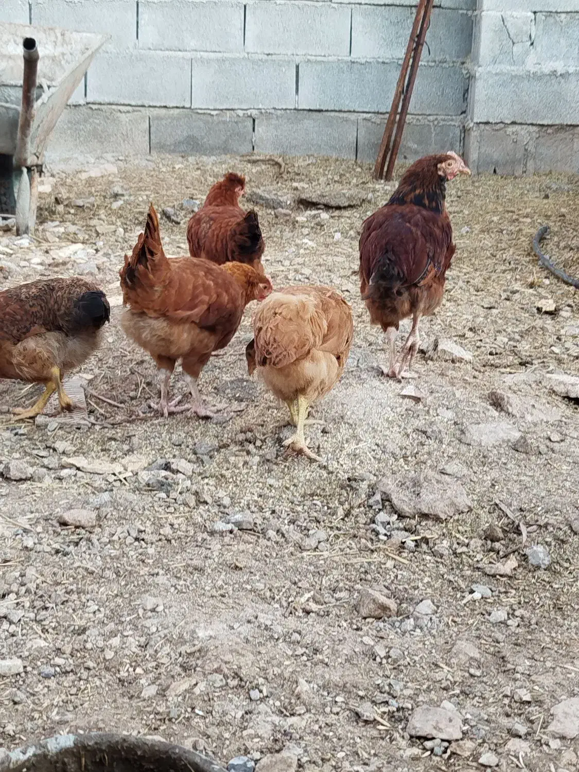 مرغ|حیوانات مزرعه|کوهنانی, |دیوار