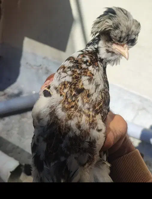 جوجه نیمچه، ریشو ،کاکلی و پا پر|حیوانات مزرعه|گلپایگان, |دیوار