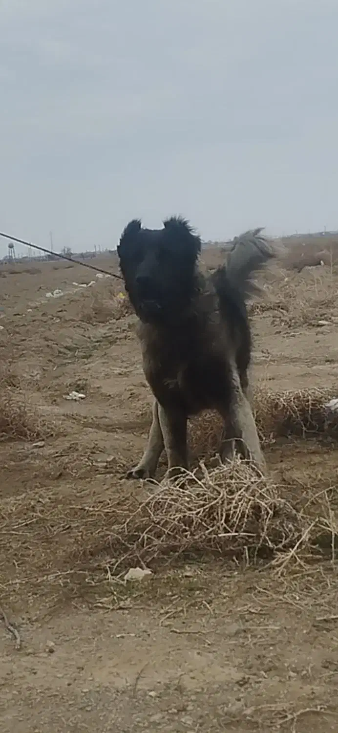 واگذاری سگ سراب|سگ|ورامین, ورامین|دیوار