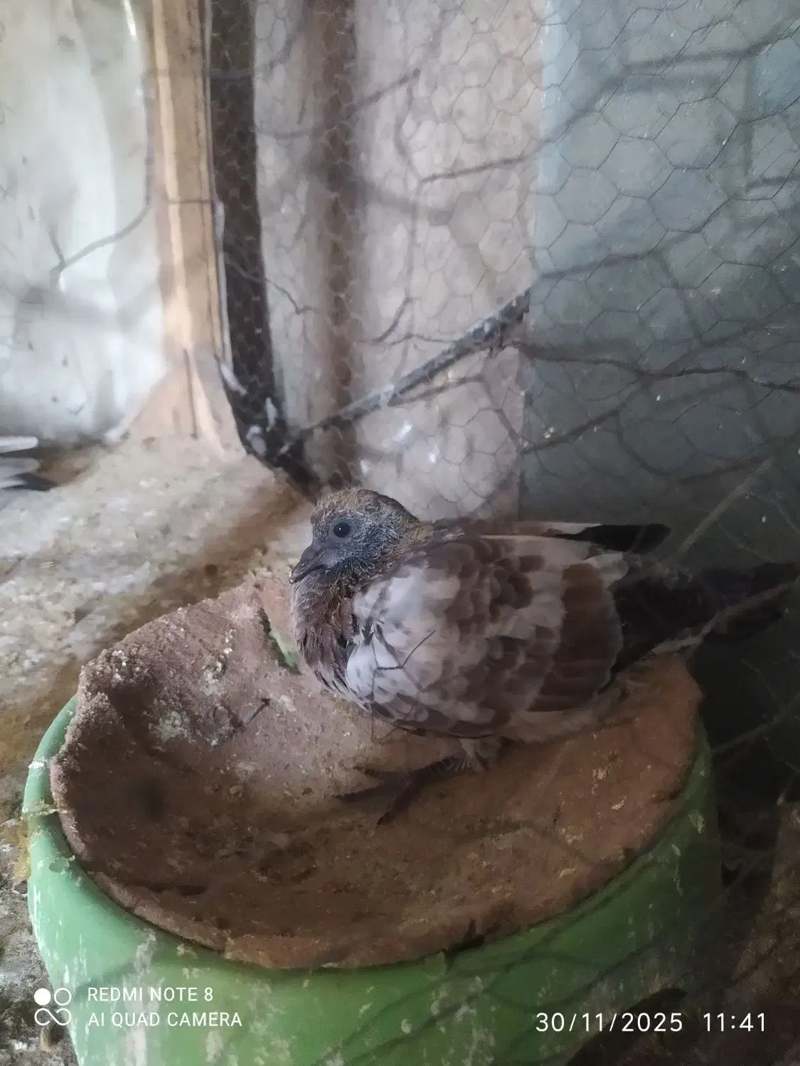 کبوتر کله ای|پرنده|ایذه, |دیوار