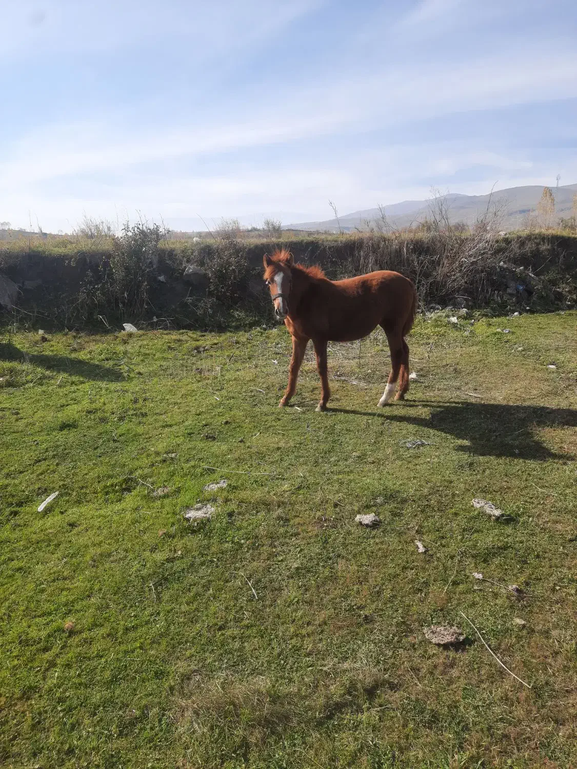 کره ۵ ماهه اصیل|اسب و تجهیزات اسب‌سواری|اردبیل, |دیوار