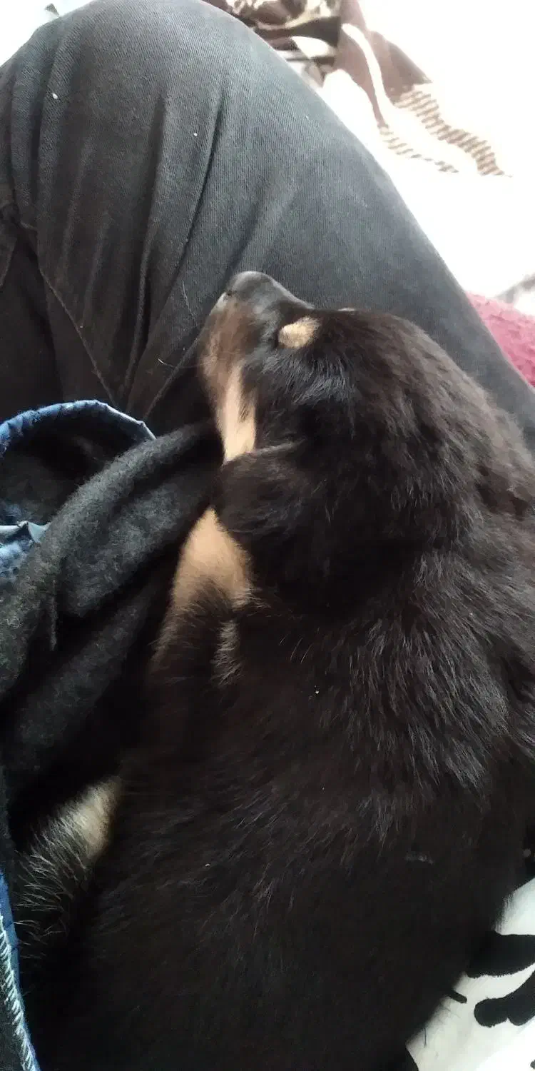 توله ژرمن شپرد|سگ|خرم‌آباد, |دیوار