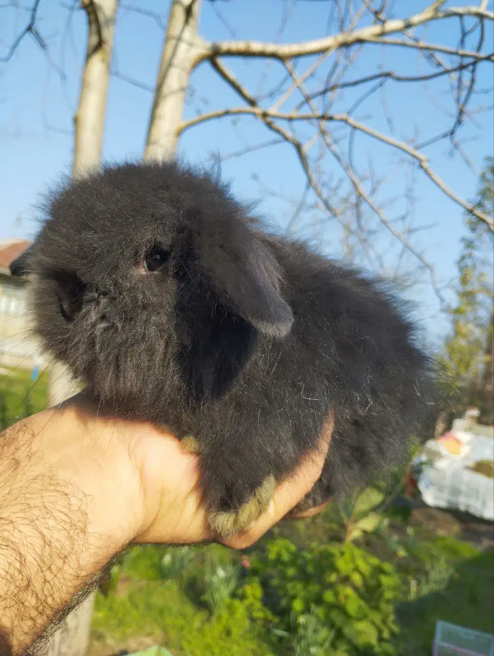 خزگوش لوپ ترکیش عروسکی|موش و خرگوش|لولمان, |دیوار