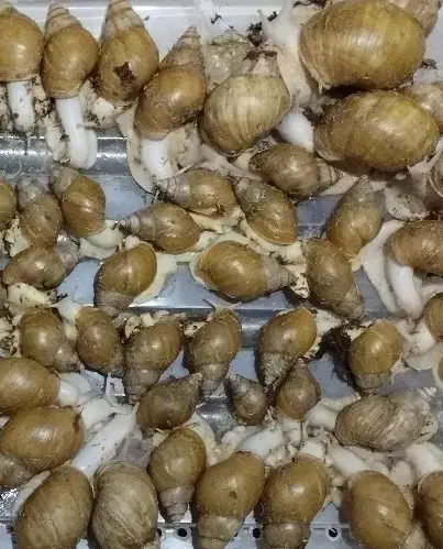 فروش خاویار وحلزون اچاتینا|آرایشی، بهداشتی، درمانی|داراب, |دیوار