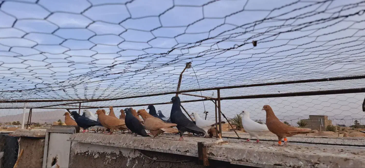 ۴۰ تا نر گلی .زرد .|پرنده|کرمان, |دیوار