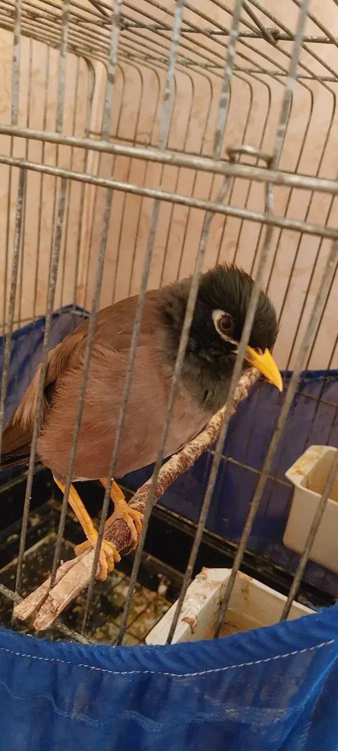 مرغ مینا|پرنده|پاکدشت, خاتون آباد|دیوار