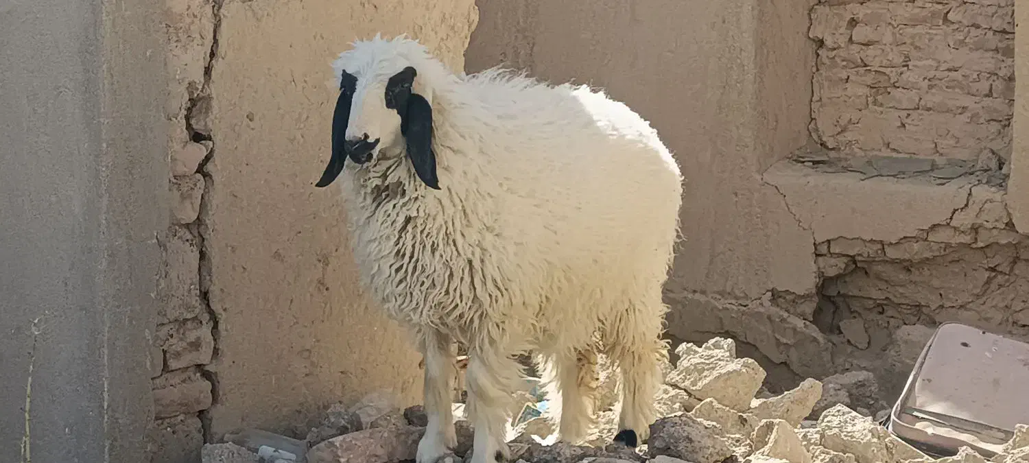 بره درب خونه ای|حیوانات مزرعه|زهک, |دیوار