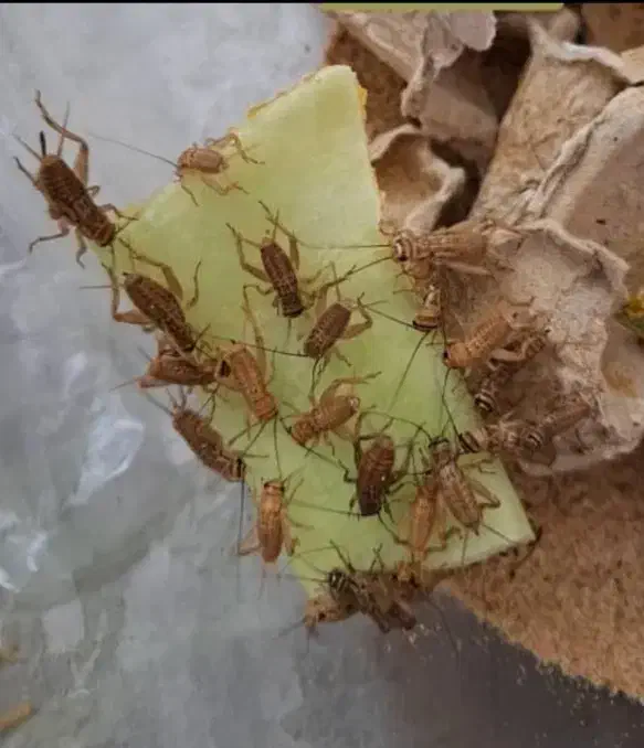 فروش غذای خزندگان ، جیرجیرک|لوازم جانبی حیوانات|شیراز, باغ تخت|دیوار