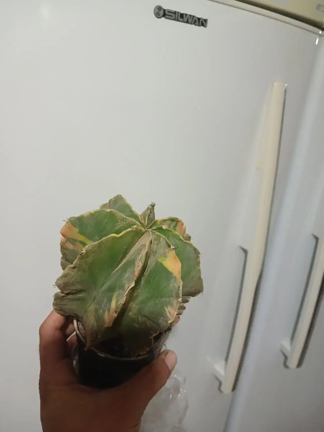 آسترفیتوم(ابلق)|گل و گیاه طبیعی|الوند, |دیوار