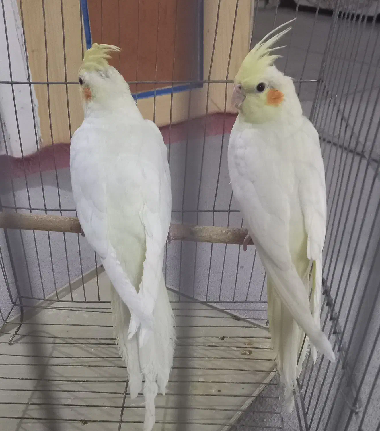 عروس هلندی خانگی|پرنده|نیریز, |دیوار