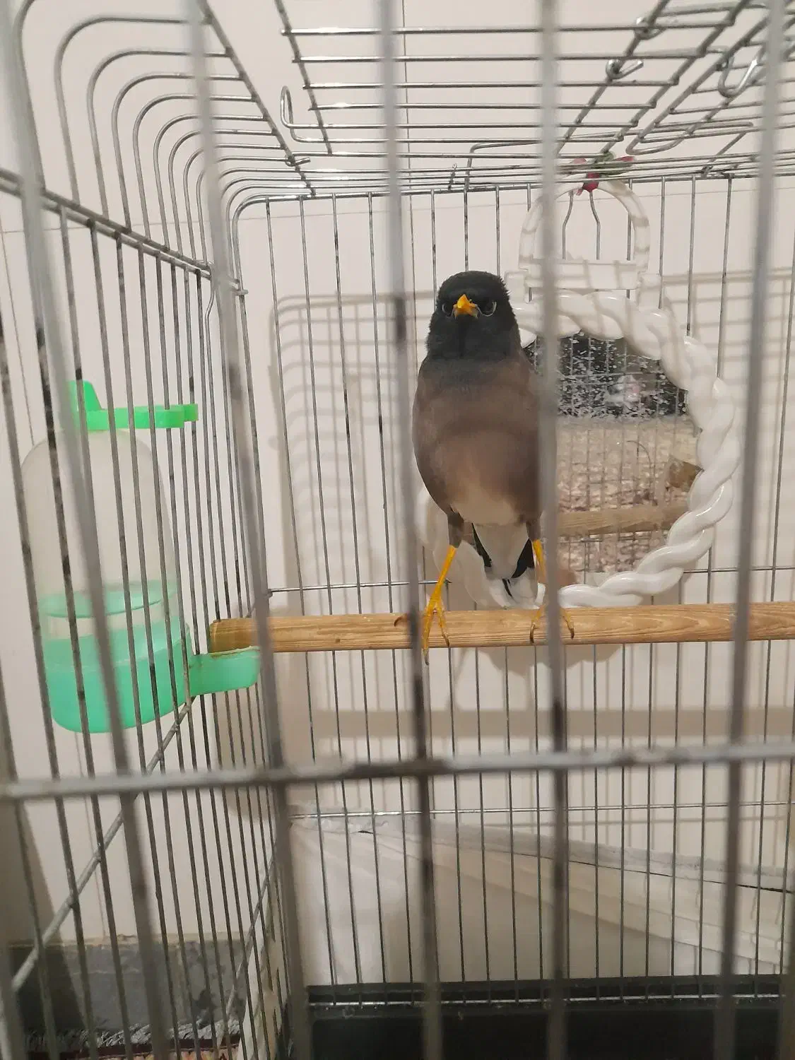 جوجه مینا 7ماه|پرنده|تهران, شهرک رضویه|دیوار