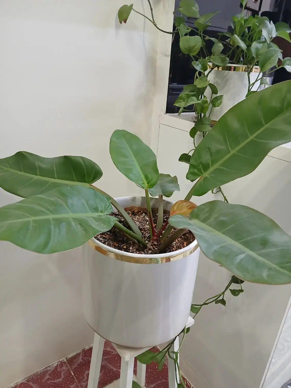 گل طبیعی|گل و گیاه طبیعی|اندیشه, اندیشه فاز ۱|دیوار