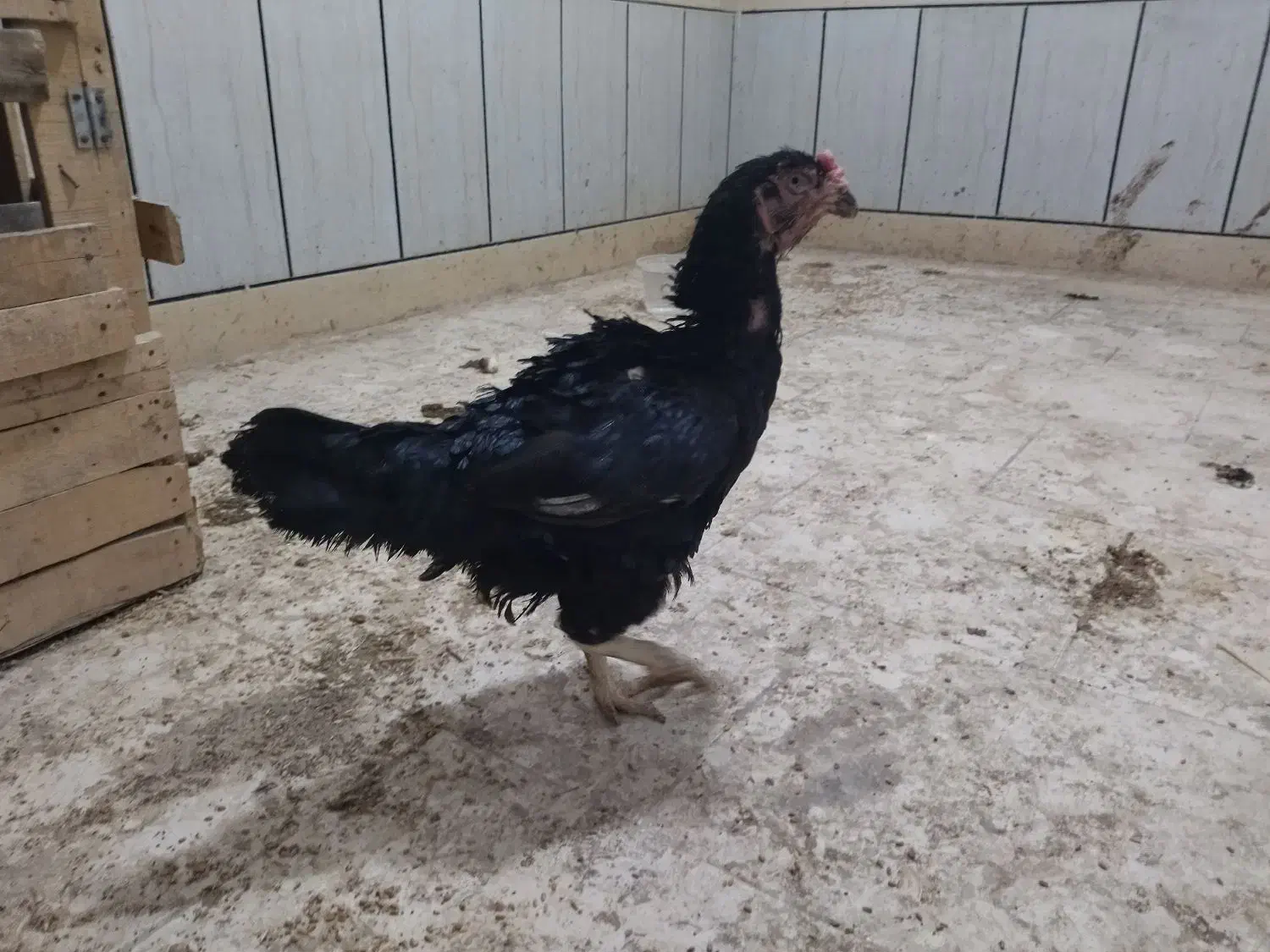 تخممرغ لاری|حیوانات مزرعه|گرگان, |دیوار