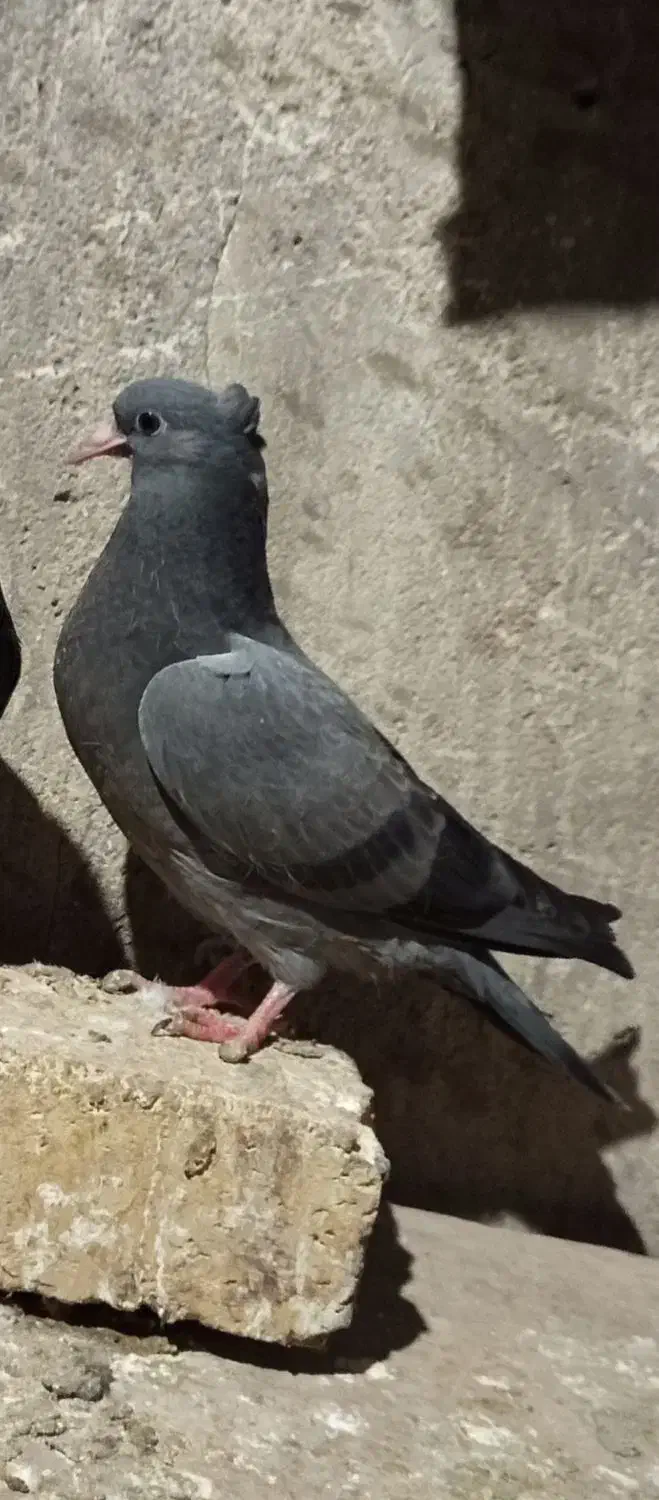 کبوتر|پرنده|سیلوانه, |دیوار