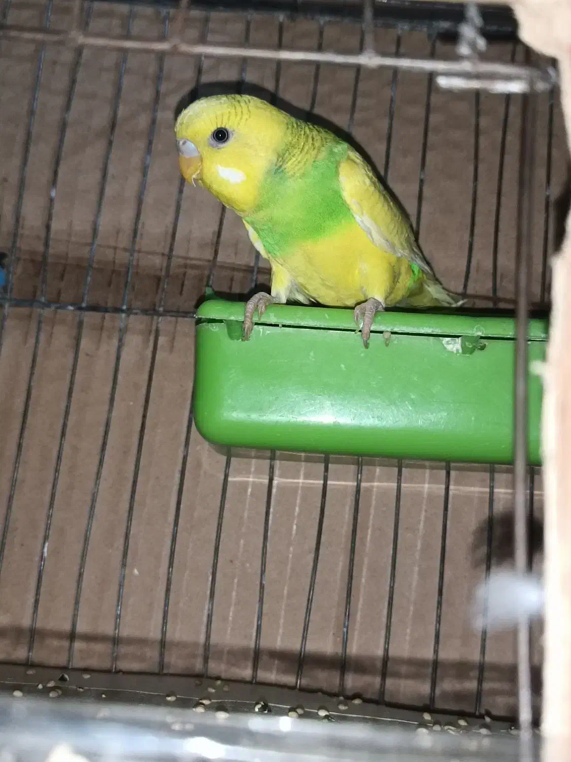 مرغ عشق را|پرنده|سراوان, |دیوار