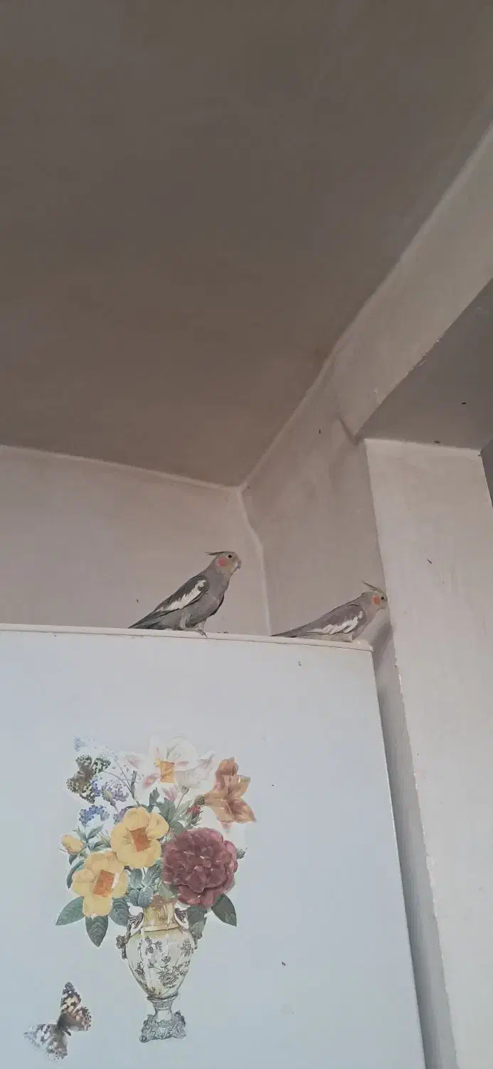 دو پرنده عروس هلندی نر و ماده|پرنده|نقده, |دیوار