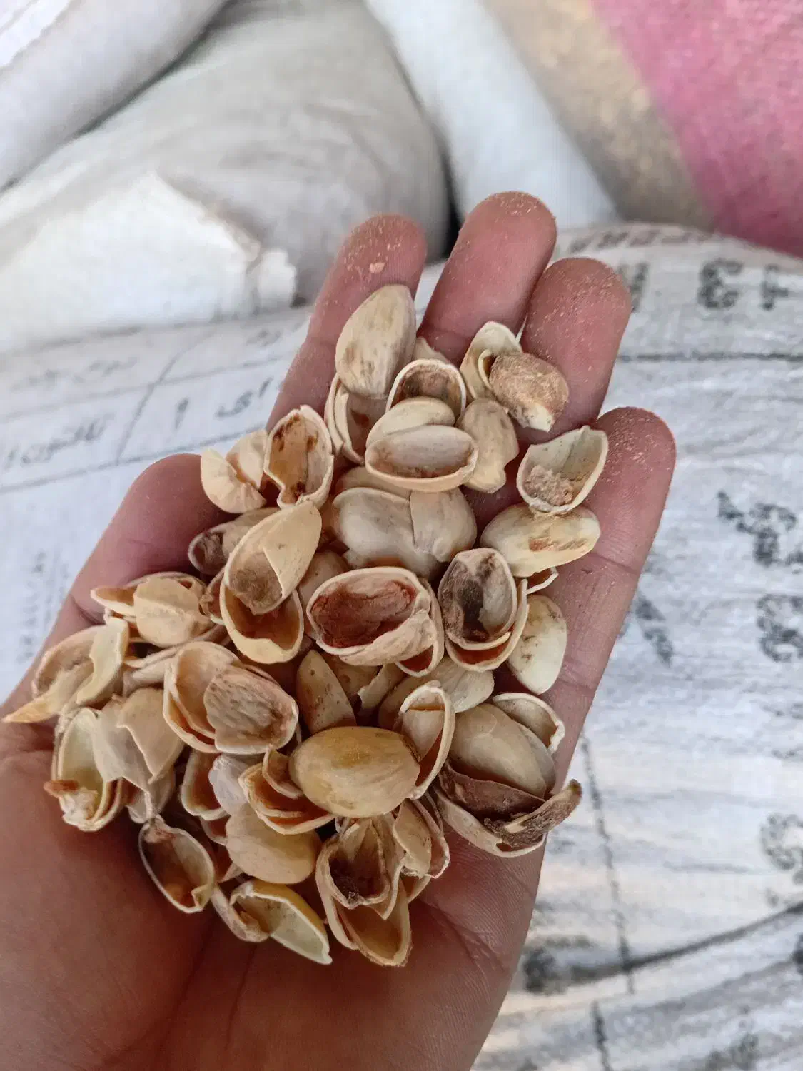 پوست پسته.. خریدارم|خدمات باغبانی و درختکاری|پاکدشت, پاکدشت (مامازند)|دیوار