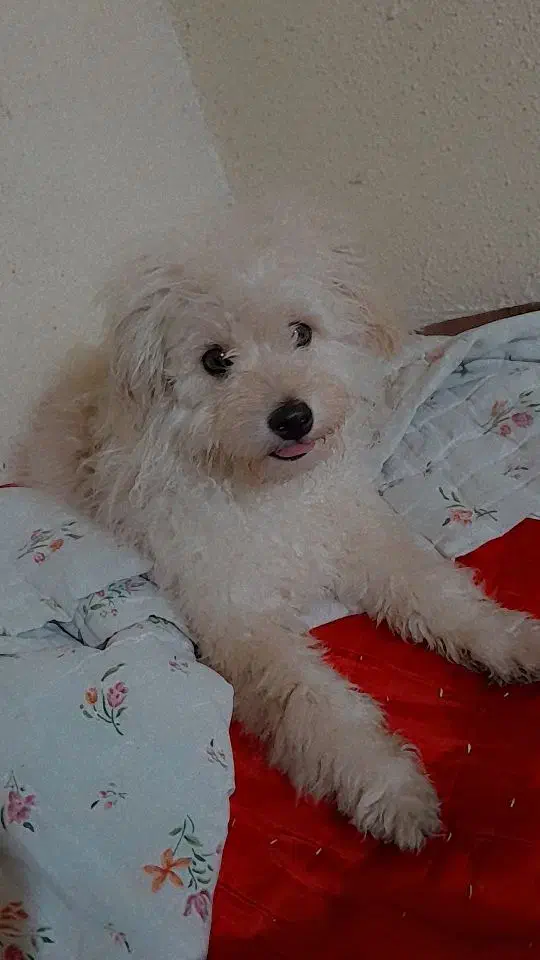 سگ پودل|سگ|رشت, سلیمانداراب|دیوار