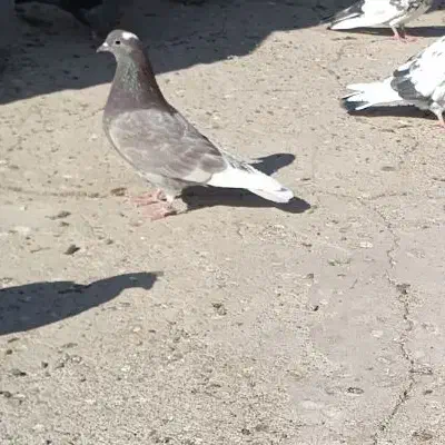 کبوتر پرشی|پرنده|زابل, |دیوار