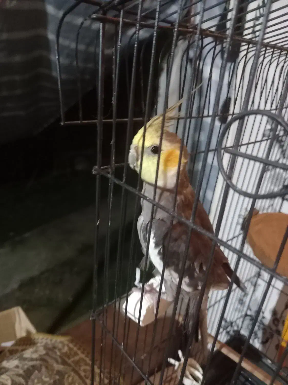 عروس هلندی|پرنده|کوچصفهان, |دیوار