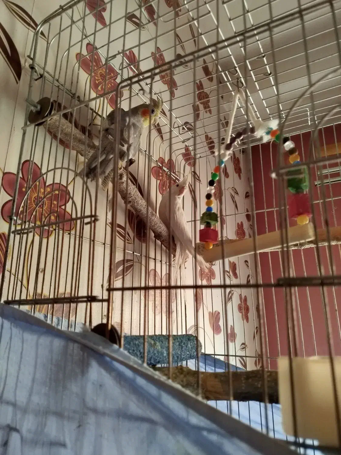 عروس هلندی|پرنده|محمدشهر, شهرک پیام (مهرالبرز)|دیوار