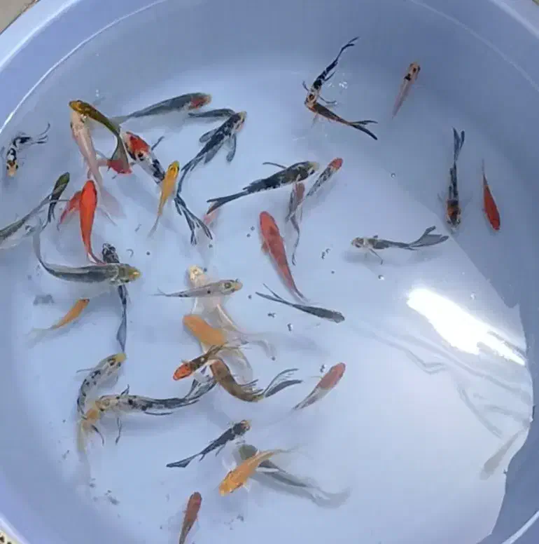 ماهی کوی|ماهی|اردبیل, |دیوار