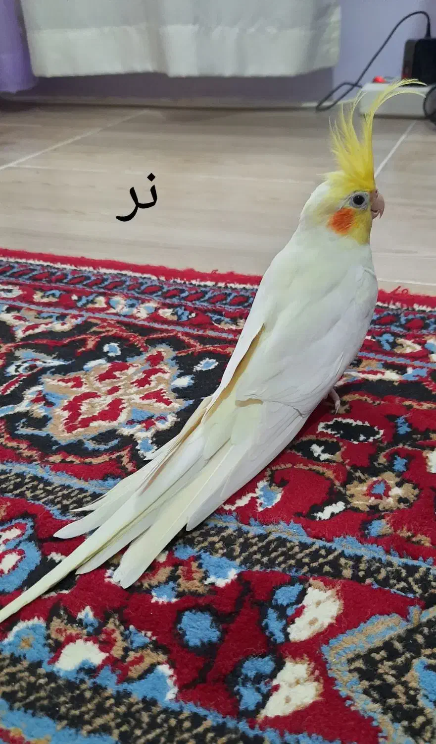 جفت عروس هلندی لوتینو مولد|پرنده|لنگرود, |دیوار