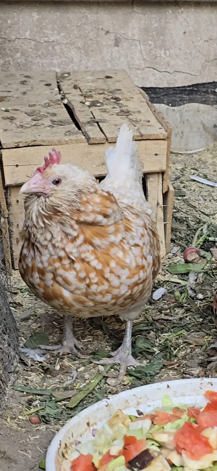 مرغ تورنگین|حیوانات مزرعه|تهران, جوادیه|دیوار