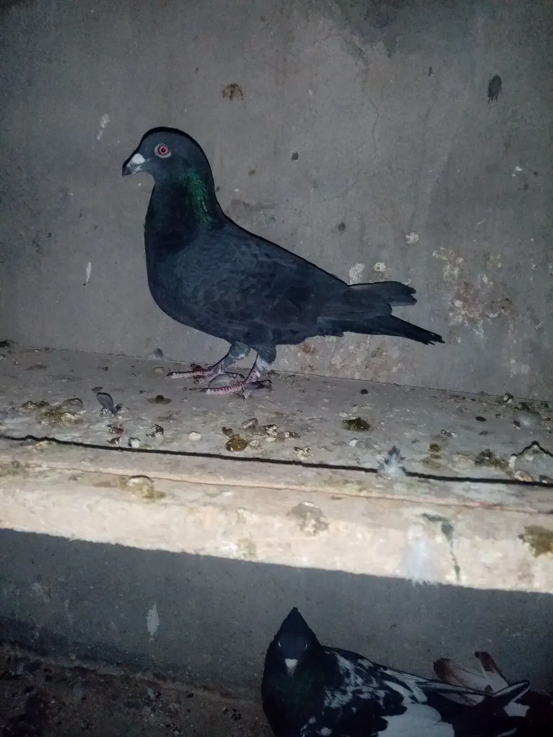 کبوتر پلاکی|پرنده|گله دار, |دیوار