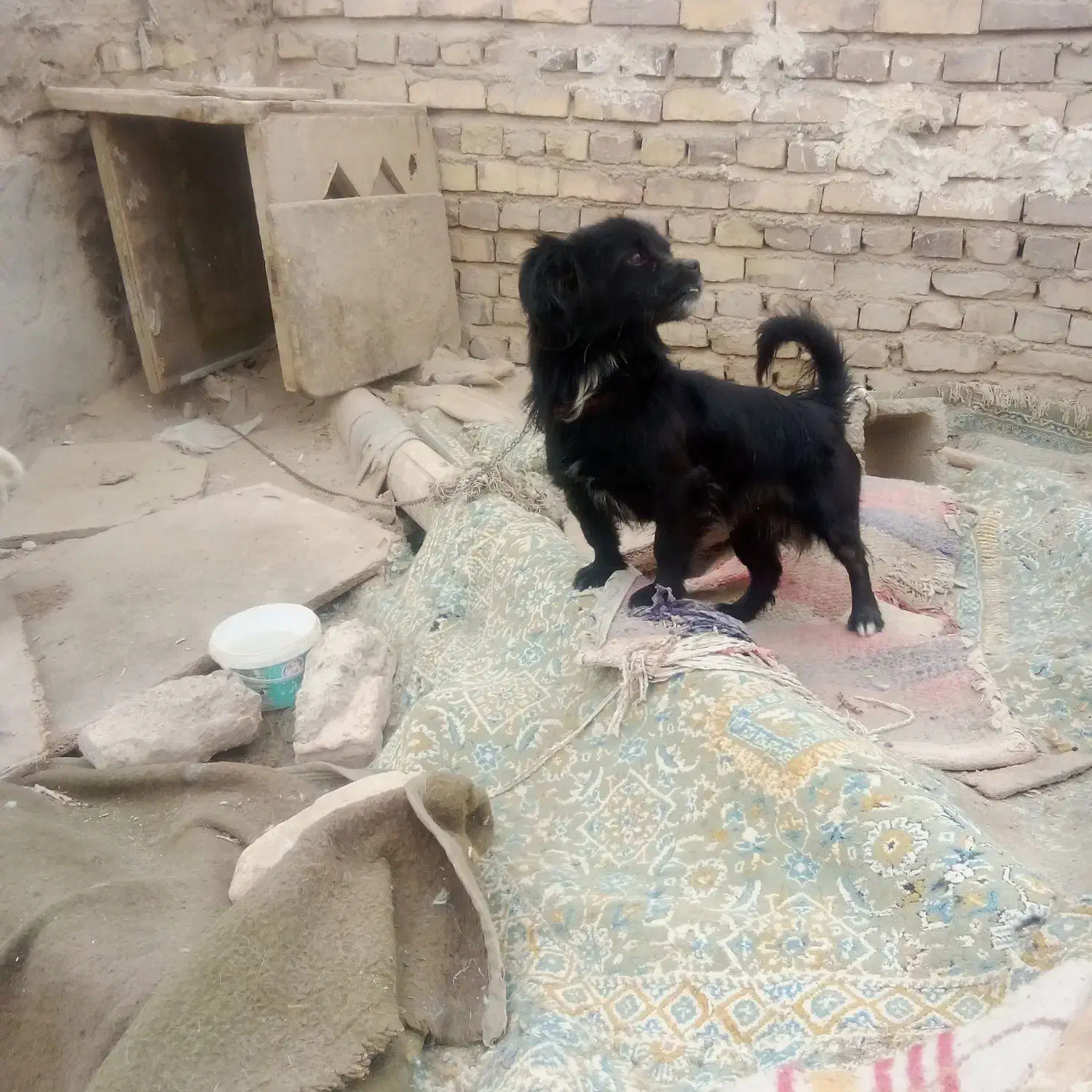 سگ فروشی|سگ|زابل, |دیوار