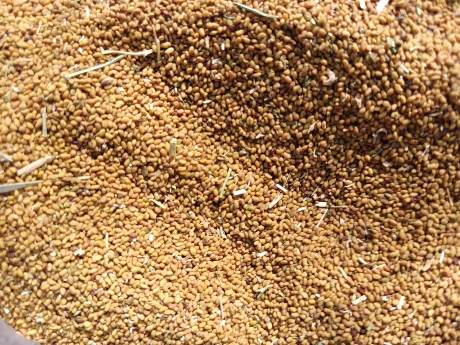 بذر قره یونجا|عمده‌فروشی|فیروزآباد (آذربایجان), |دیوار