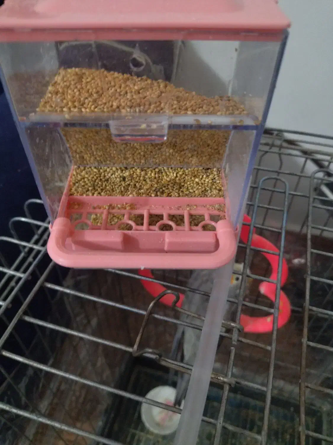 عروس هلندی|پرنده|مشهد, نوید|دیوار