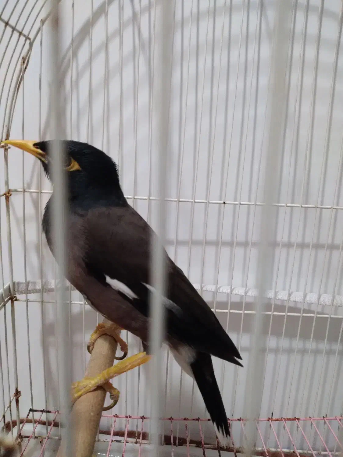 مرغ مینا|پرنده|بروجرد, |دیوار