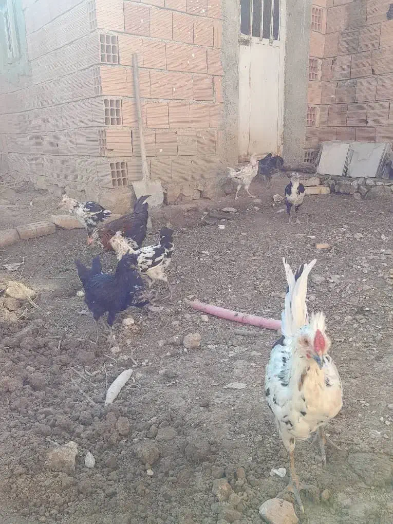 فروش گلین چهارماه زیرقیمت|حیوانات مزرعه|بهشهر, |دیوار