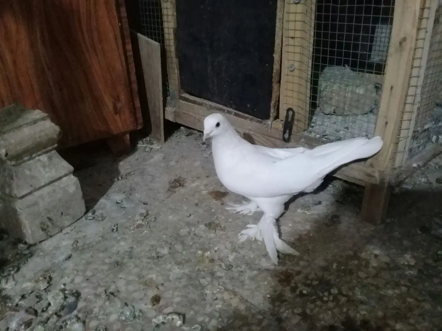 چندتا کبوتر|پرنده|تبریز, |دیوار