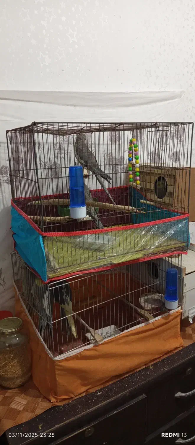 عروس هلندی|پرنده|میانه, |دیوار