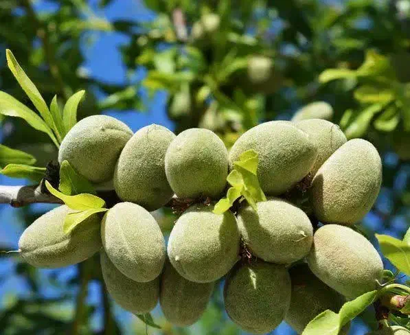 پیش فروش نهال بادام شکوفه|خدمات باغبانی و درختکاری|جوادآباد, |دیوار