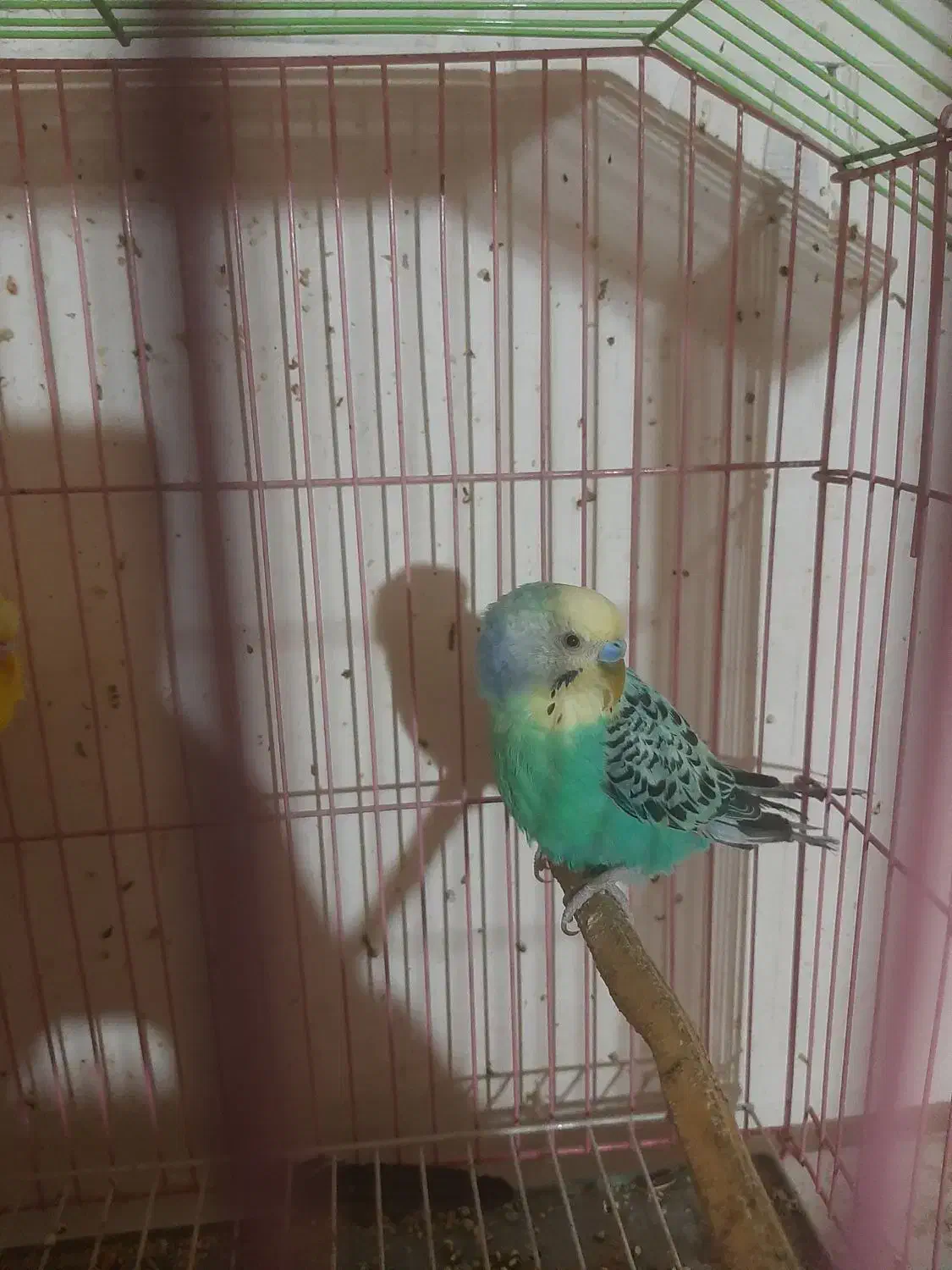 مرغ عشق خوش رنگ|پرنده|فردیس, شهرک وحدت|دیوار