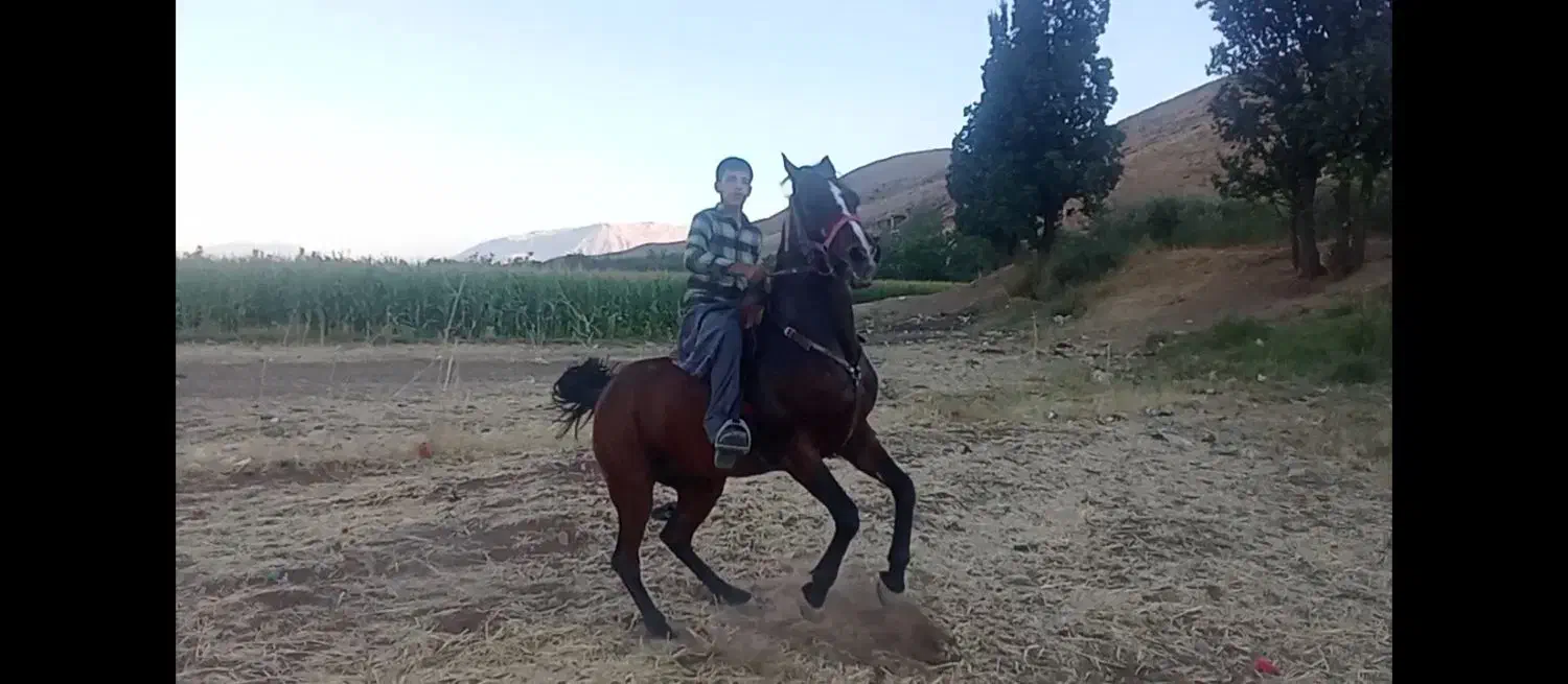 مادیون گم شده|اسب و تجهیزات اسبسواری|فارسان, |دیوار