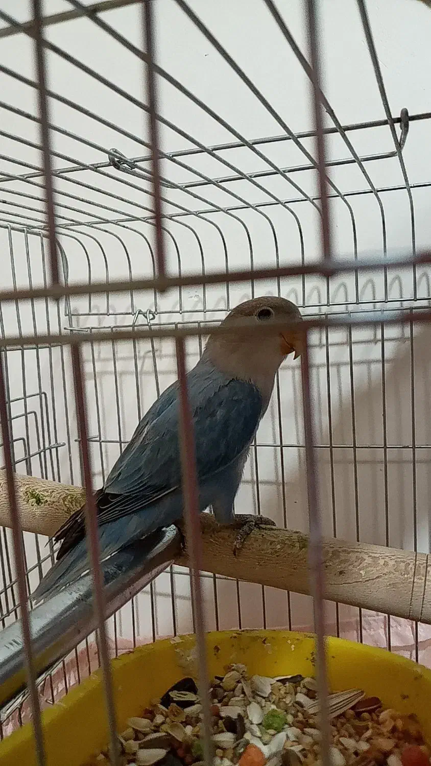 طوطی برزیلی ۲ ماهه|پرنده|محمدشهر, شهرک پیام (مهرالبرز)|دیوار