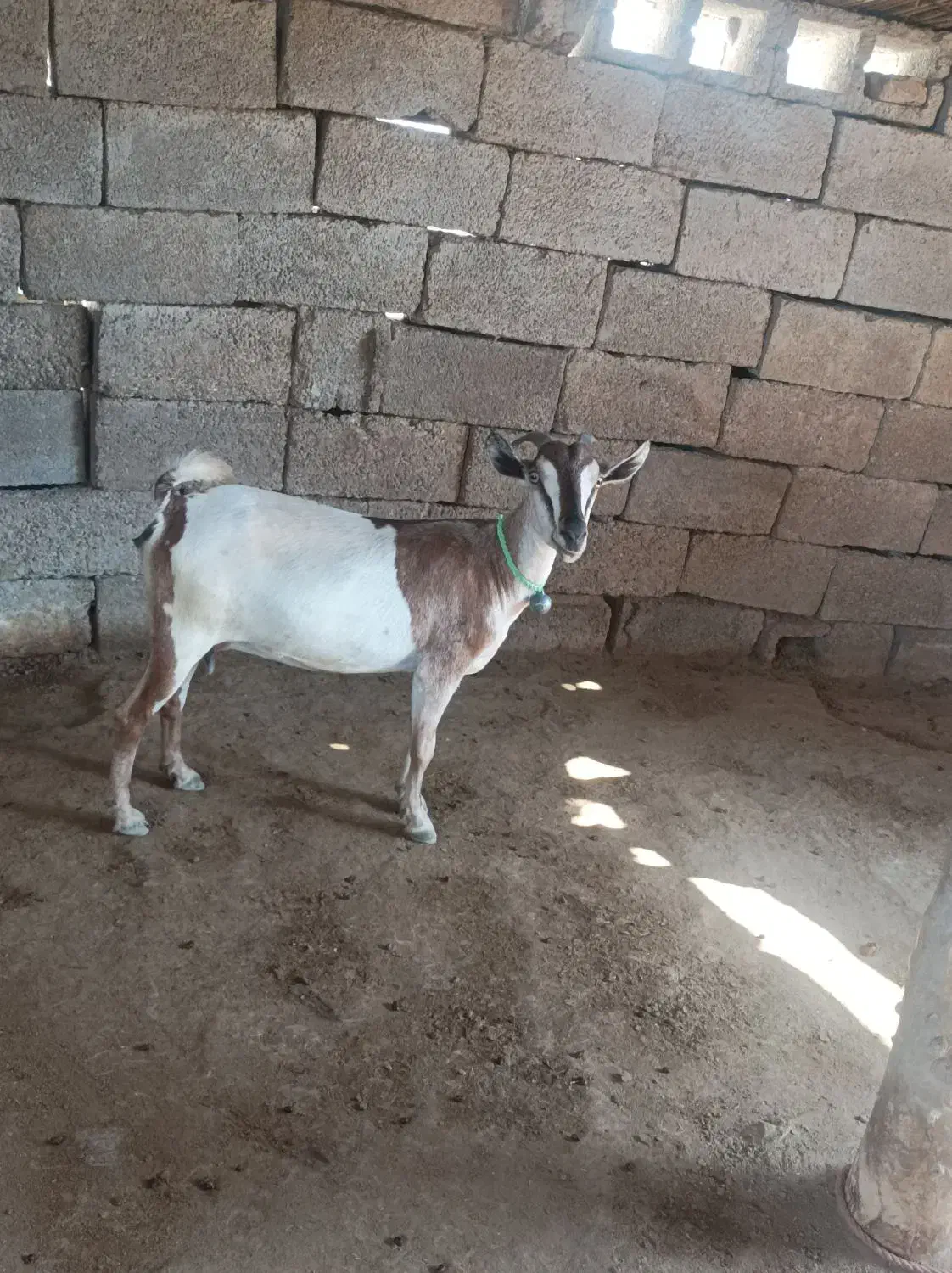 بز بربری آبستن|حیوانات مزرعه|بندرعباس, |دیوار