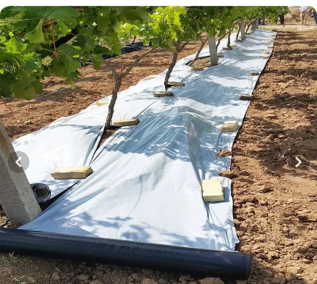 نوار آبیاری(مالچ)|عمدهفروشی|لار, |دیوار