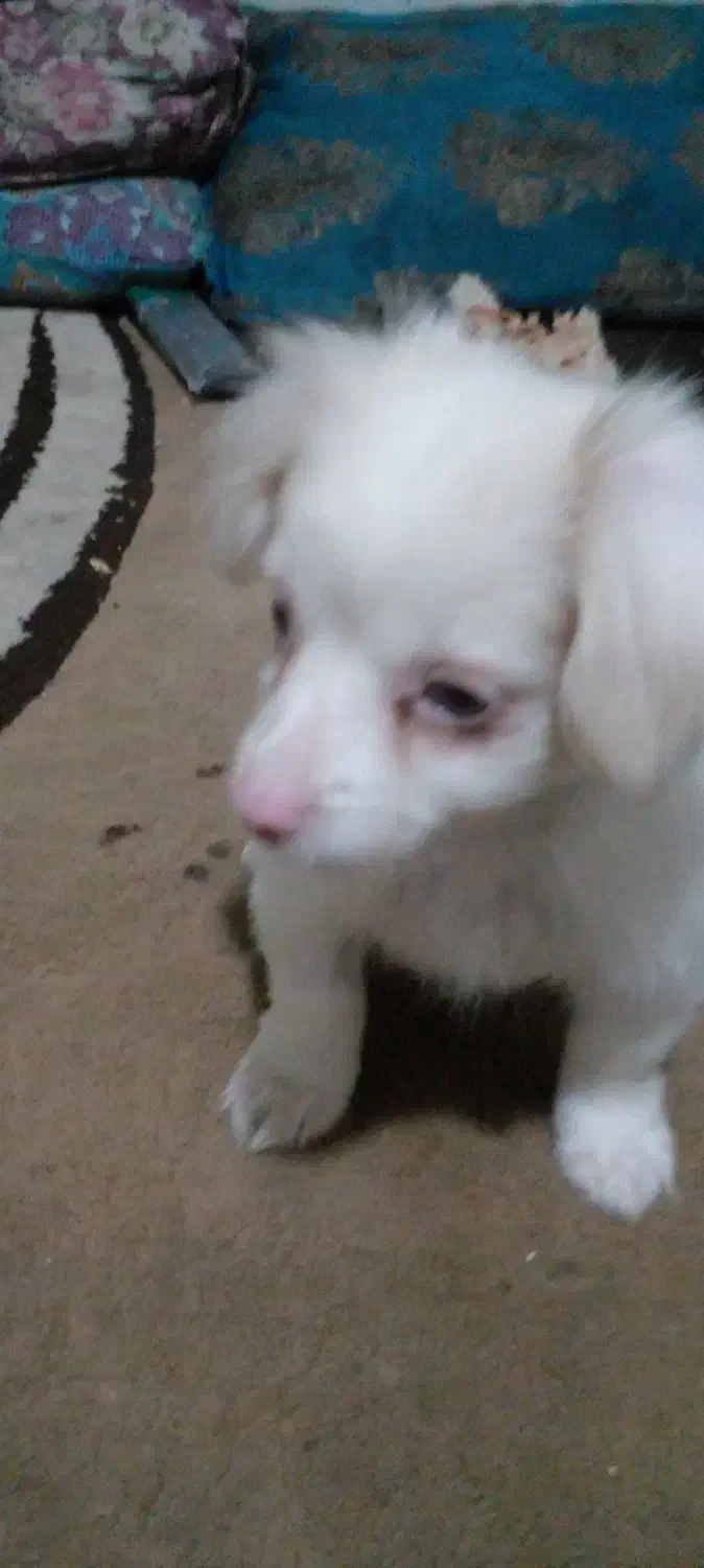 سلام پاپی قشنگ|سگ|بهشهر, |دیوار