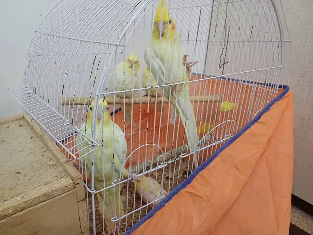 عروس هلندی|پرنده|رشت, باهنر|دیوار