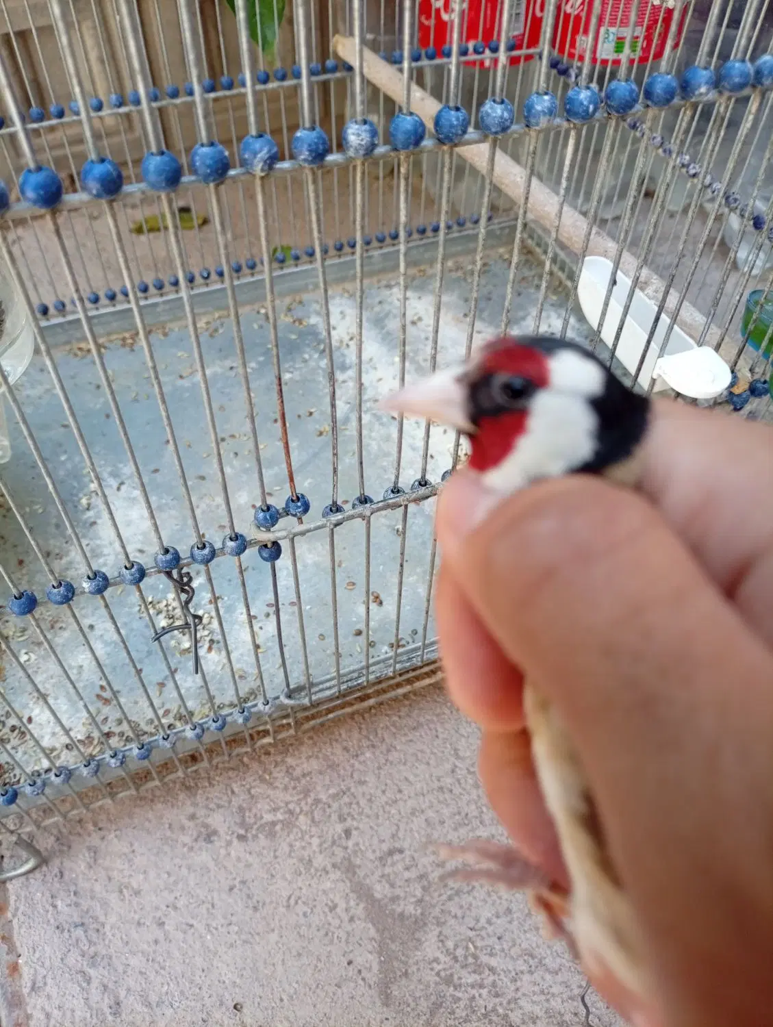 سهره|پرنده|کرمان, |دیوار