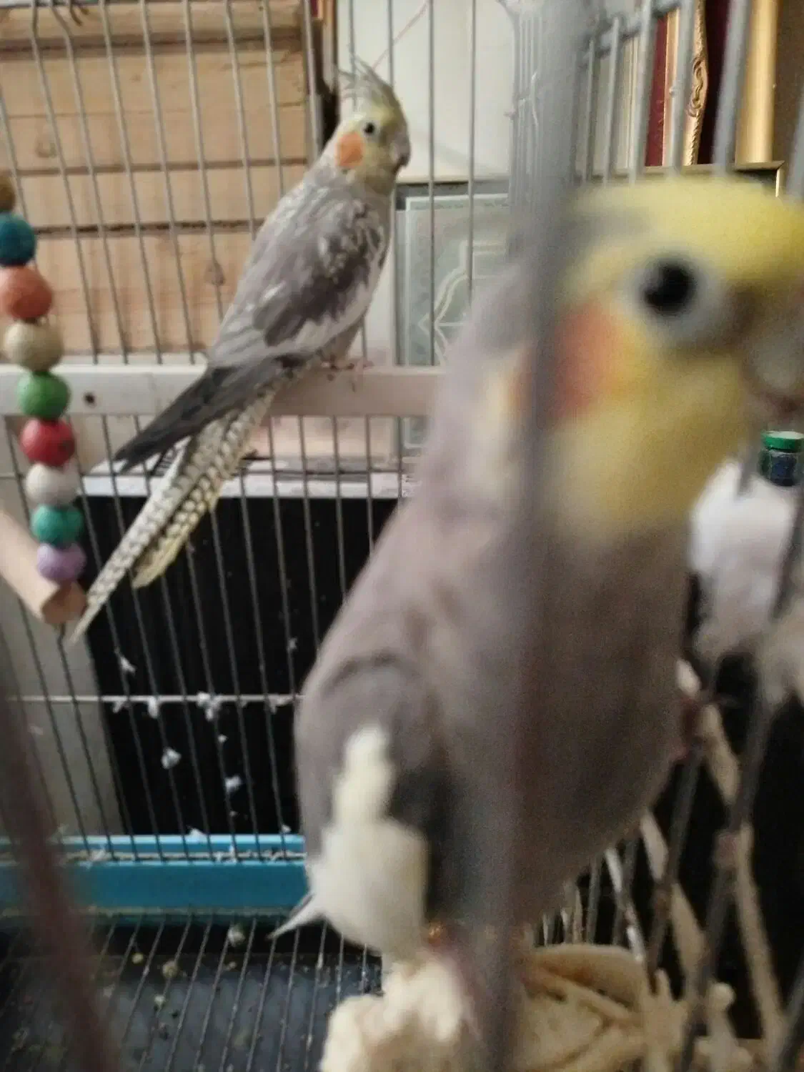 فروش عروس هلندی جفت گرینچی|پرنده|تهران, علم و صنعت|دیوار