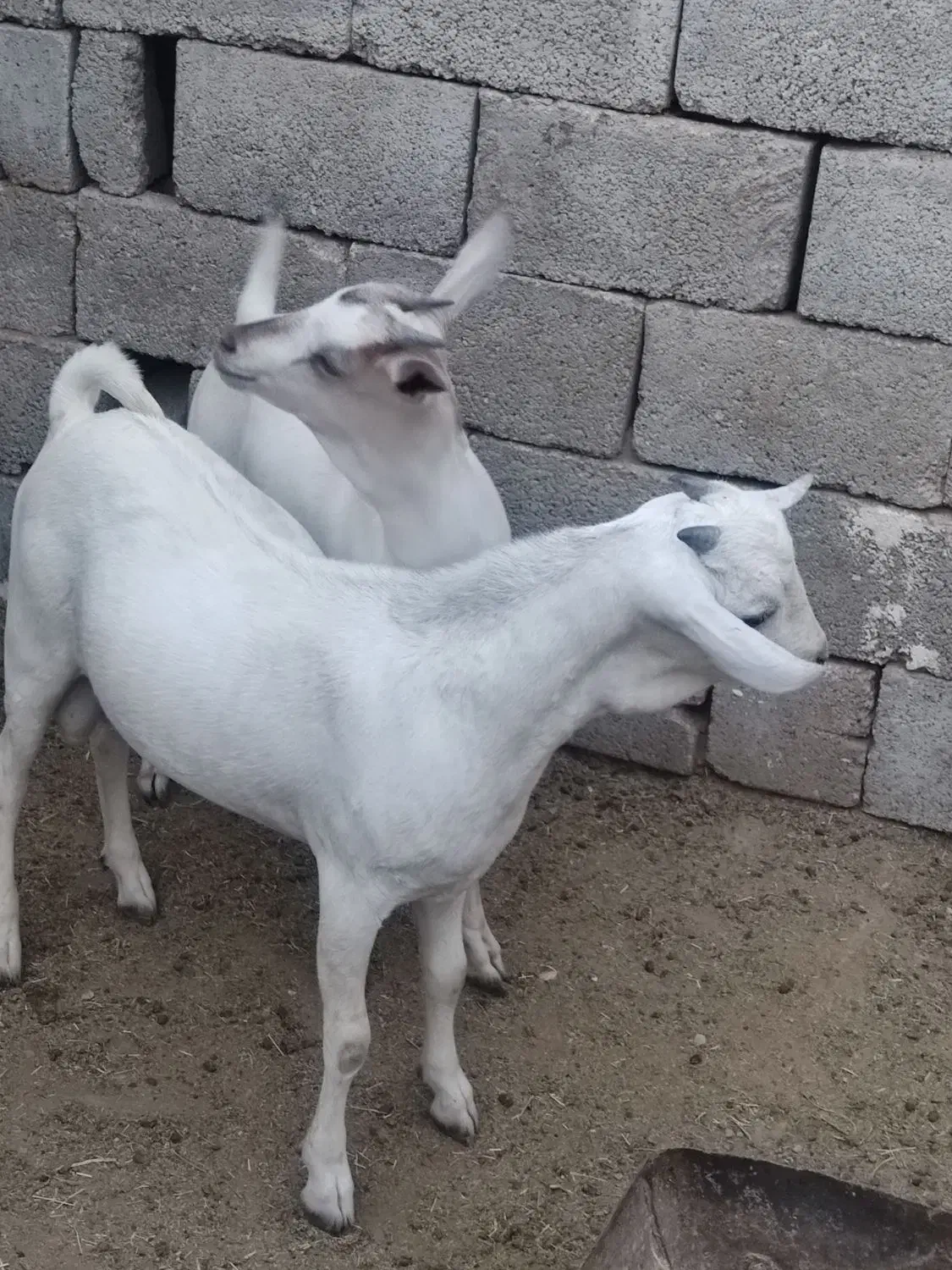 کهره سومال|حیوانات مزرعه|بستک, |دیوار